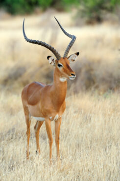 impala savannah e1779289285690