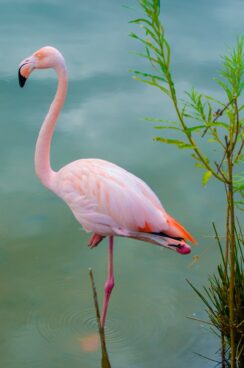 pink flamingo 1408814035wsK e1779289339441